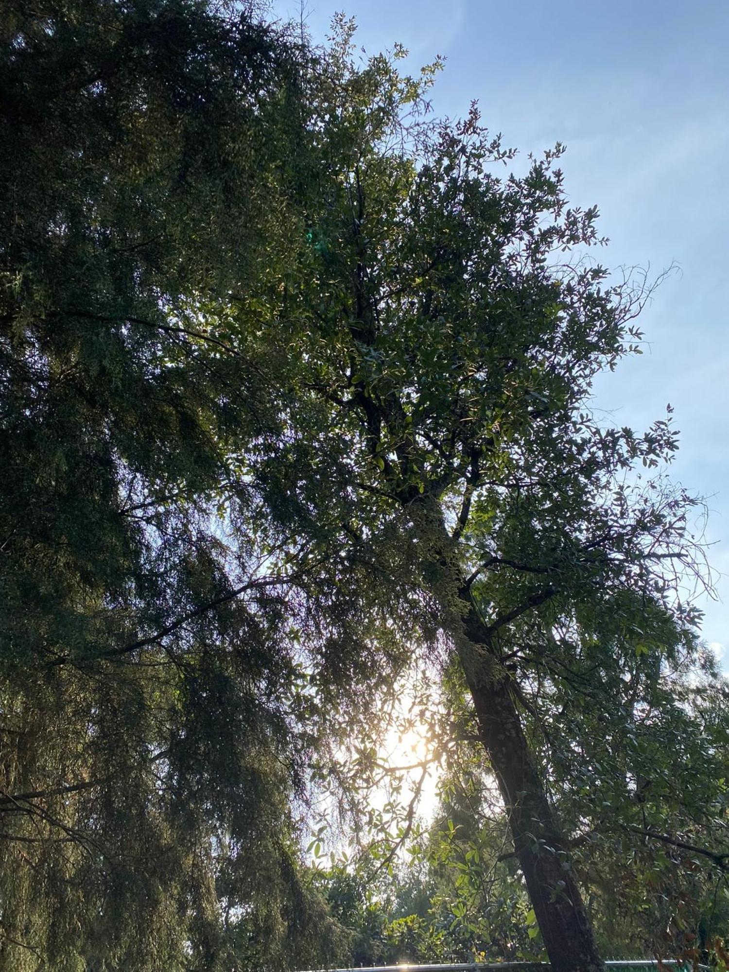 Cabanas Alpina, Romantica Y Acogedora A 10 Minutos Del Centro Tepoztlán Zewnętrze zdjęcie
